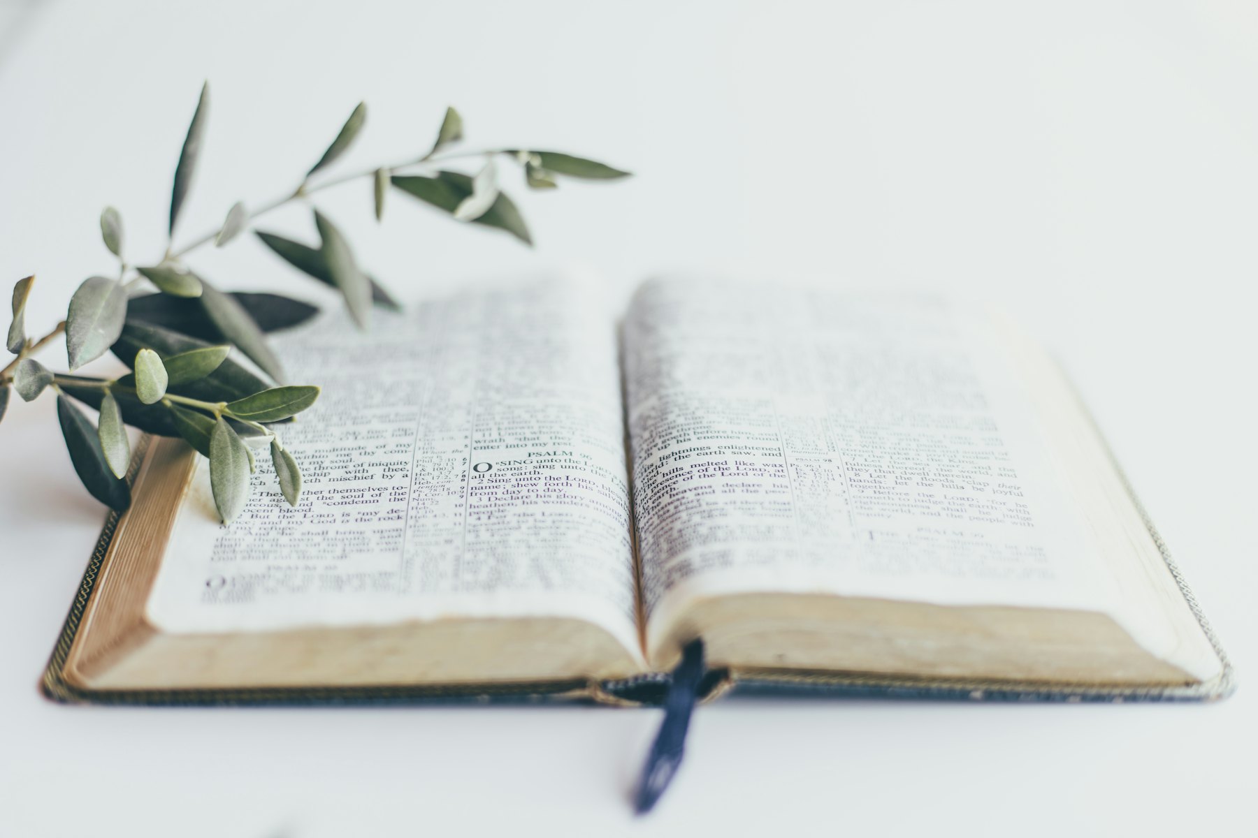 An open Bible with an olive branch